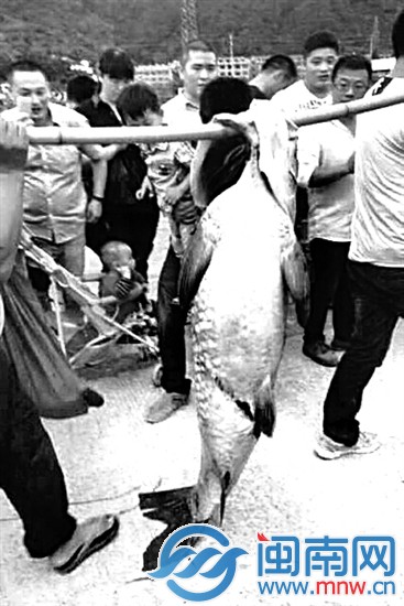 浙江臺州水庫泄洪，有人撈到近一人高的大魚