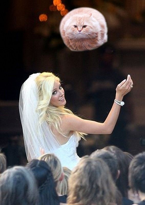 新娘“拋貓”創(chuàng)意2