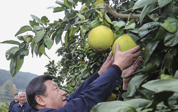 習近平赴湘西調研 現場摘柚子(圖)