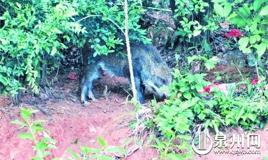 天湖邊上發現的野豬