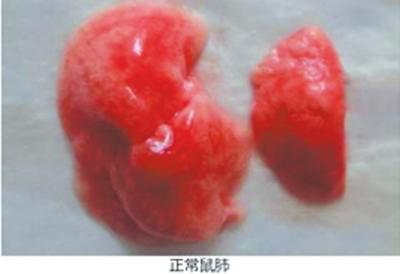 網上文稿展示的正常鼠肺