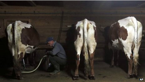 90頭奶牛放屁引發牛舍爆炸