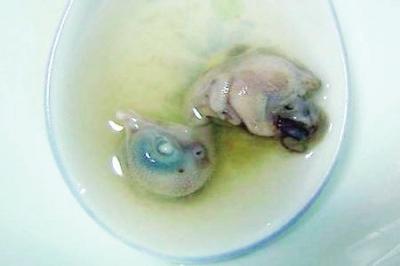 福建同學帶“奇葩”特產毀三觀 有老鼠干雞仔胎1