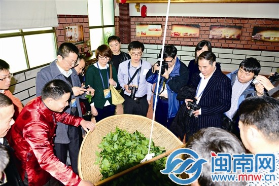 記者觀看安溪鐵觀音傳統制作工藝