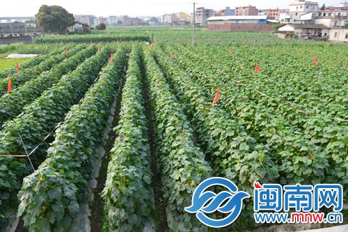 菜農很愁,地里這么多黃瓜賣不動