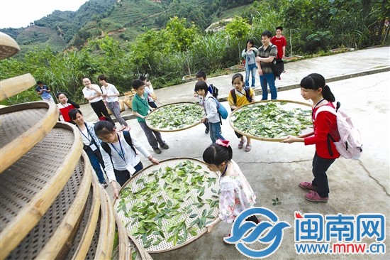 海都小記者 當了回小茶農