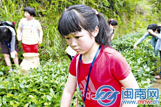 海都小記者 當了回小茶農1