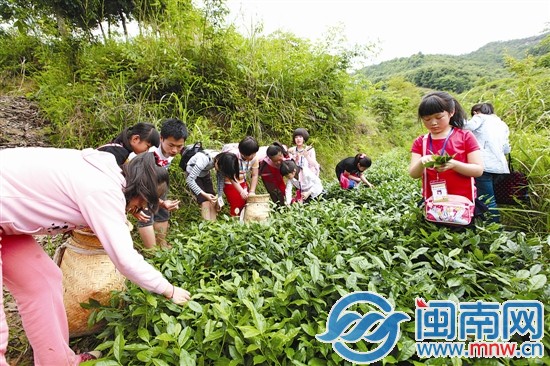 海都小記者 當了回小茶農2