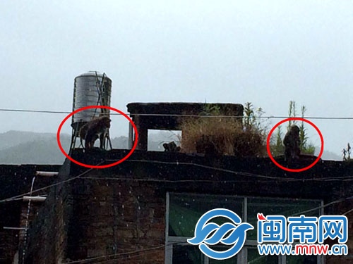 見到民警后,兩只猴子跑到樓頂,玩起了捉迷藏