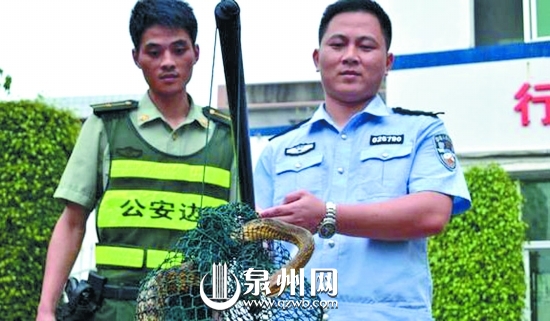 蛇長2米有余,皮色斑斕鮮艷,無毒