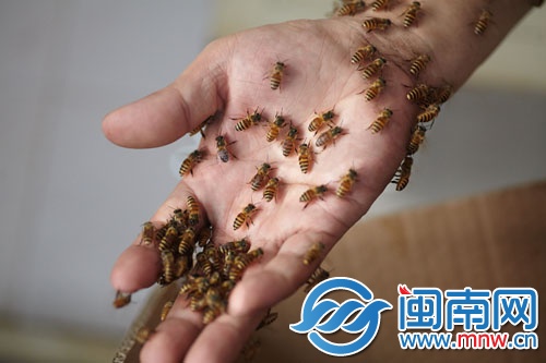 蜜蜂附在黃師傅的手上，他反復尋找蜂王