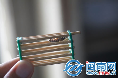 將蜂王關進“王籠”，放進蜂群中引誘其他蜜蜂