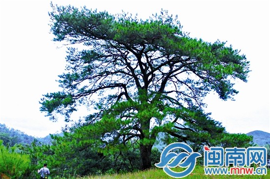 其他古樹不服?來攻擂吧!