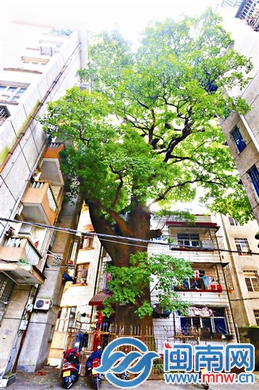 其他古樹不服?來攻擂吧!1