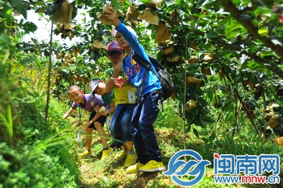 頭一回摘梨 當小果農滋味真不賴