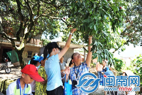 小記者三五成群，男生上樹摘，女生則在樹下伸長胳膊摘