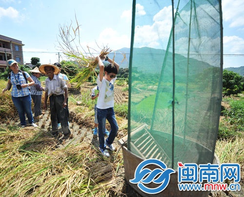 小記者親身體驗打谷子